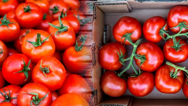 Ai depozitat greșit roșiile până acum. Ce trebuie să faci cu tomatele, de fapt