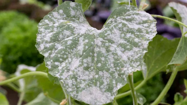 Amestecul puternic care salvează plantele din grădină de mucegaiul alb. Ce trebuie să faci de fapt, așa vei rezolva o mare problemă