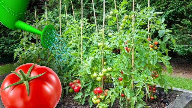 Când se udă roșiile: dimineața sau seara? Greșeala care poate strica întreaga recoltă