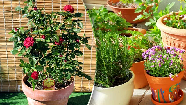 Care este forma corectă de plural a cuvântului ghiveci. Foarte mulți greșesc