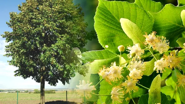 Ce trebuie să faci cu florile de tei ca să reziste până la iarnă. Doar așa își păstrează parfumul deosebit, puțini știu