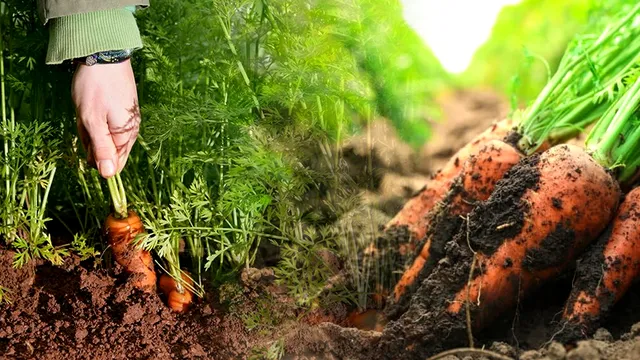 Ce trebuie să presari peste rândurile de morcovi din grădină. Amestecul puternic care îi scapă de dăunători