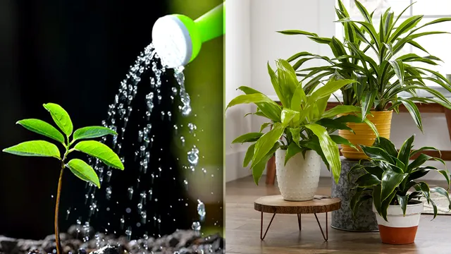 Cu ce să stropești plantele pentru o înflorire spectaculoasă. Amestecul special pentru o grădină superbă