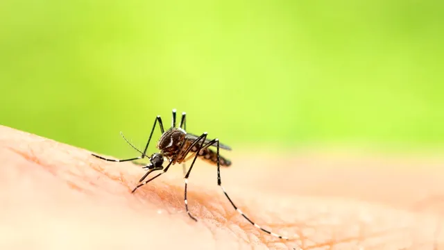 Trucul banal care calmează mușcătura de țânțari. Ingredientul se găsește în orice bucătărie