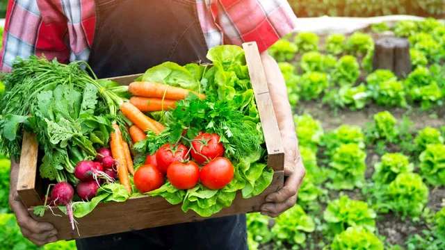 Ce să plantezi în august în grădină. Legumele care se coc frumos până toamna târziu
