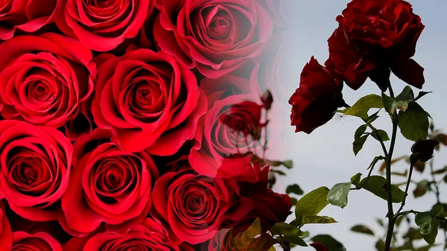 Cum să ai trandafiri înfloriți toată vara. Secretul la care apelează grădinarii cu experiență