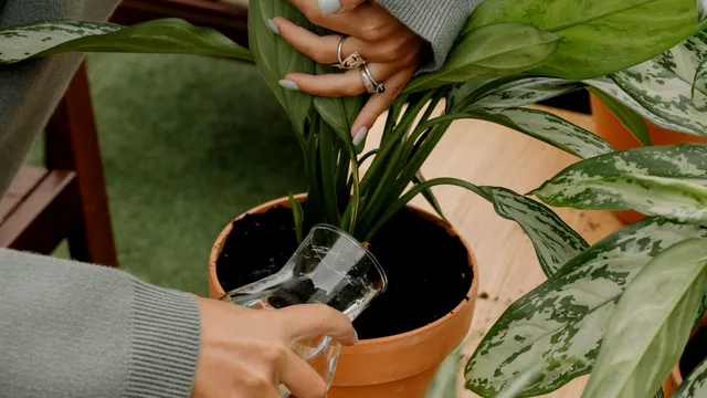 Cum salvezi orice plantă uscată. Metoda simplă care o readuce la viață