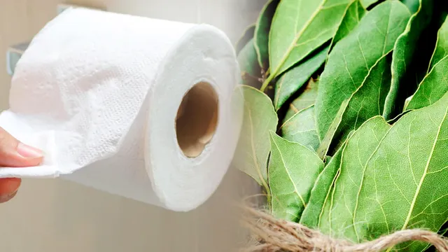 De ce ar trebui să pui o frunză de dafin pe hârtia igienică. Trucul genial, îl vei folosi mereu