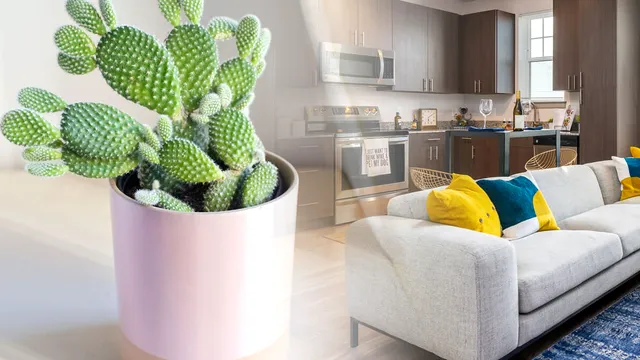 De ce nu e bine să ții cactus în casă. Îți poate face mult rău, unde trebuie să stea, de fapt