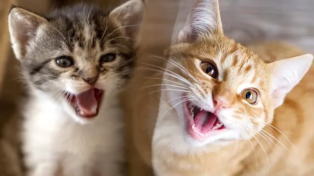 De ce nu miaună pisica. Este esențial să știi asta, motivul nebănuit pentru care felina ta este tăcută
