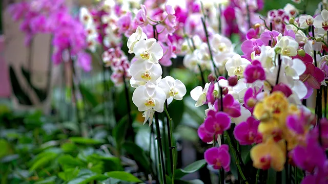 Elixirul care ajută orhideea să înflorească spectaculos. Vei avea cele mai frumoase flori tot anul