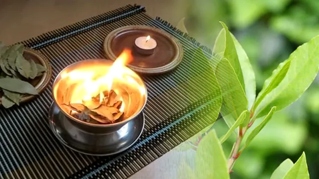 De ce să pui frunze de dafin în aspirator. Vei rămâne uimită, efectul se vede imediat