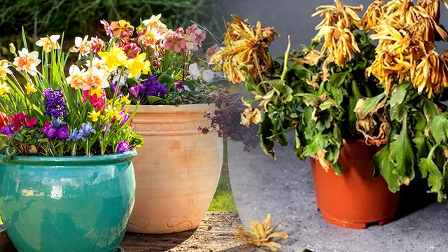 Ingredientul pe care să-l presari în ghiveci, dacă s-au ofilit florile. Trucul banal face minuni