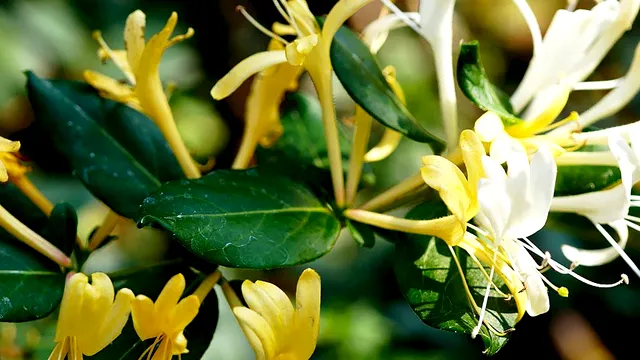 Cum să înmulțești Mâna Maicii Domnului sau caprifoiul. Secretul pentru o înflorire spectaculoasă