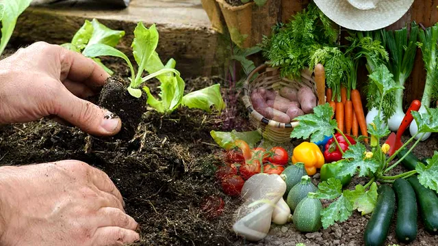 Legume care se pot planta în luna iulie. De ce trebuie să ții cont pentru a avea o recoltă bogată