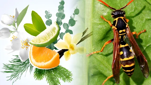 Mirosuri care alungă viespile. Ce să presari neapărat prin curte ca să ții departe aceste insecte