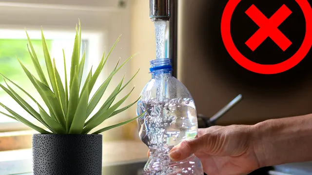 Nu mai uda florile cu apă de la robinet. Semnele de pe plante care îți arată că faci o mare greșeală