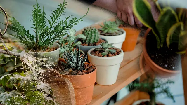 Cu ce să stropești plantele din grădină pentru a rezista caniculei. Amestecul banal cu efecte extraordinare