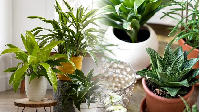 Plantele de apartament care te scapă de praf. În plus, purifică și aerul. Sunt ideale în orice casă