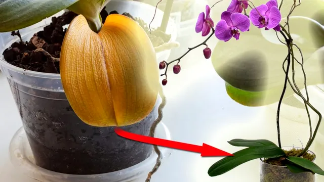 Trucul cu apă oxigenată pentru plantele pătate. Doar marii grădinari îl știu