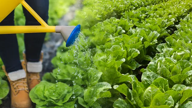 Trucul genial care salvează varza de dăunători. Ce e important să folosești seara, va fi de mare ajutor