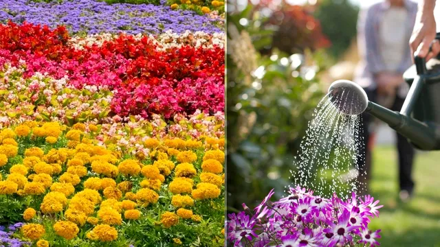 Udă florile bolnave cu această infuzie și își vor reveni. Doar experții știu secretul
