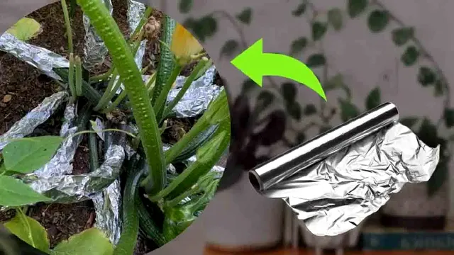 De ce să pui folie de aluminiu în jurul plantelor din grădină. Trucul pe care puțini îl cunosc, efectele sunt extraordinare
