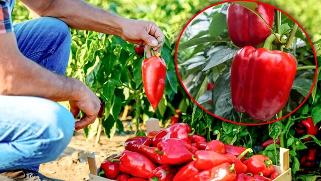 Cât de des se udă ardeii vara. Secretul grădinarilor experți pentru o recoltă bogată, așa se îngrijesc de fapt corect