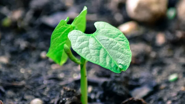 Legumele pe care să nu le plantezi niciodată lângă fasole. Strică toată recolta