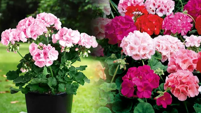 Secretul de la pepinieră pentru mușcate pline de flori. Ingredientul special care face diferența