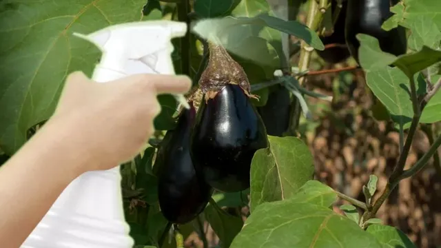 A pus un săpun printre plantele din grădină. Uluitor ce a găsit în următoarele zile