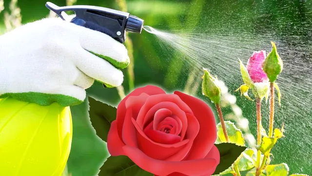 Cu ce să stropești trandafirii în luna iulie. Cel mai bun tratament pentru pătarea neagră