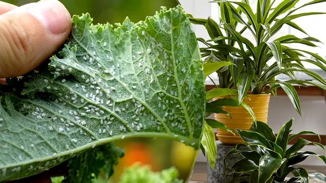 Amestecul extraordinar care scapă plantele de păduchi. E foarte simplu de preparat, grădina ta va arăta spectaculos