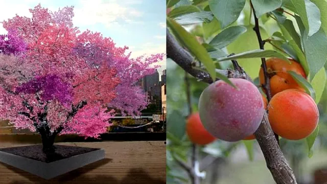 Arborele care produce 40 de tipuri de fructe. Cum arată și unde se află. Cercetătorii au rămas uimiți