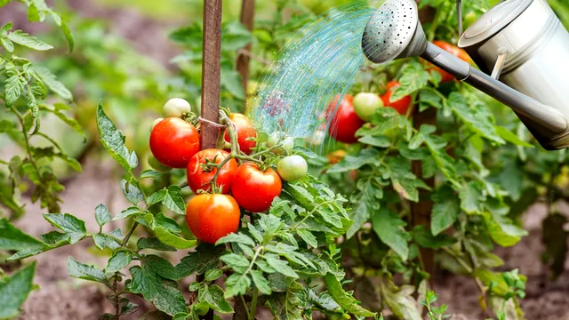 Cea mai eficientă soluție prin care grăbești coacerea roșiilor fără chimicale. Metoda este 100% naturală