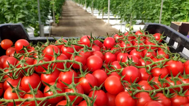 Cea mai simplă metodă de conservare a roșiilor pentru iarnă. Așa își păstrează perfect gustul proaspăt