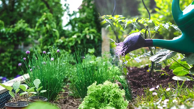 Cu ce să stropești în grădină pentru o recoltă bogată. Plantele vor crește mai rapid și vor fi mai roditoare