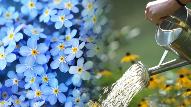 Cu ce să uzi florile din grădină la final de august. Dăunătorii nu suportă acest remediu secret, vor înflori abundent