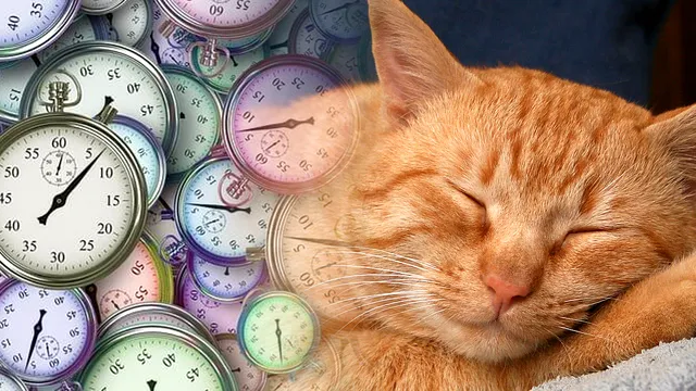 Cum se calculează vârsta pisicii. Metoda prin care afli ce vârstă are felina ta în ani omenești