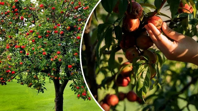 Pomii fructiferi pe care să-i plantezi în grădină. Sunt cei mai rezistenți la frig și boli. Dau roade bogate