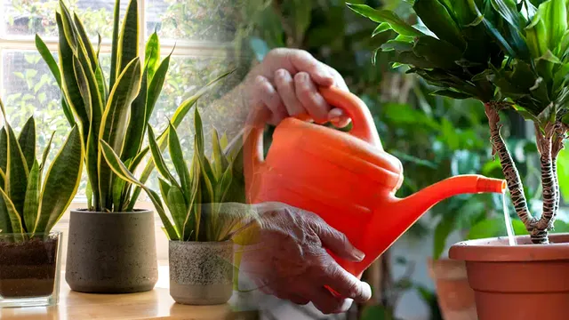 Ingredientul minune cu care să uzi florile din ghiveci în august. E un bun aliat împotriva dăunătorilor, puțini știu