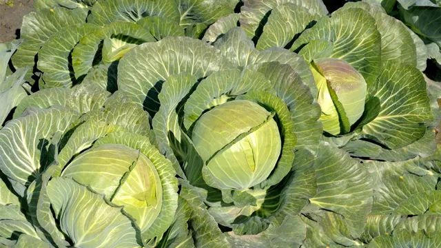 La ce distanță se plantează varza de toamnă în grădină. Așa vei avea o recoltă bogată