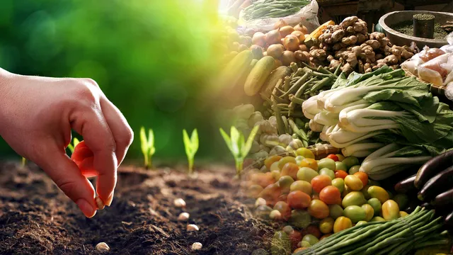 Legume care se seamănă în august și septembrie. Lista secretă a experților de culturi care vor rodi peste iarnă
