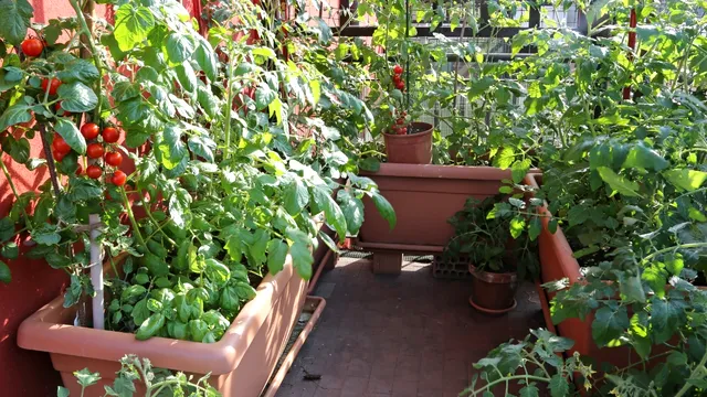 Ce să nu plantezi niciodată lângă roșiile din grădină. Greșeala care compromite recolta bogată