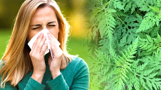 Momentul din an când se dezlănțuie puternic alergia la ambrozie. Este cea mai grea perioadă pentru cei alergici, ce metode sunt la îndemână