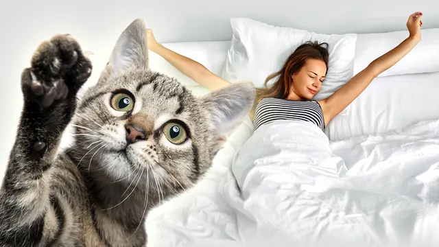 Ce înseamnă când pisica adoarme pe perna ta. 5 motive care te vor face să plângi