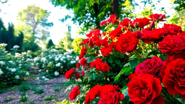 Ce trebuie să pui lângă trandafiri în grădină pentru a-i proteja de insecte. Secretul experților de mare ajutor