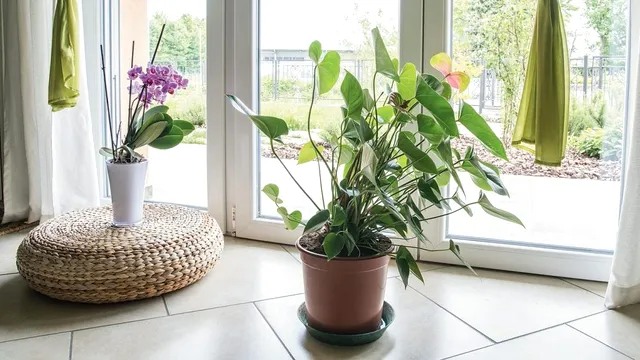Plantele pe care nu trebuie să le așezi niciodată în același loc. Se vor ofili, nici măcar grădinarii experimentați nu știu