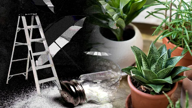 Plante pe care să nu le ții niciodată în casa ta. Atrag sărăcia și ghinionul