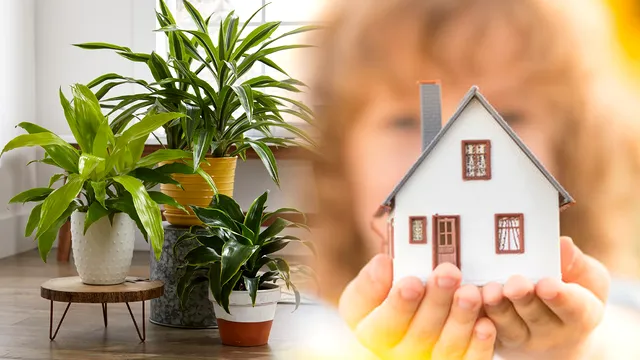 Plantele care îți aduc fericire și belșug în casă. Unde trebuie să le ții pentru noroc la bani